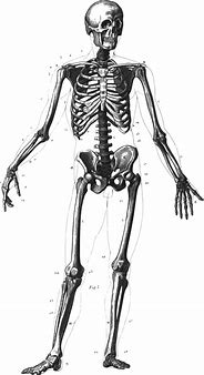 Skeleton in Your Closet